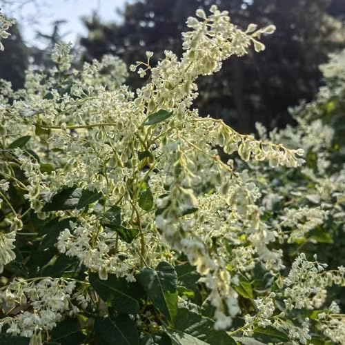 schlingknöterich rankpflanze pflanzenkübel dekopflanze blumensamen winterharte kletterpflanzen kräutersamen hängepflanzen winterhart mehrjährig balkon garten sommerblumen pflanztöpfe 200samen
