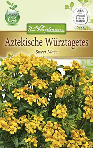 N.L.Chrestensen 5272, Tagetes lucida Aztekische Würztagtes, Sweet Mace, Gelb