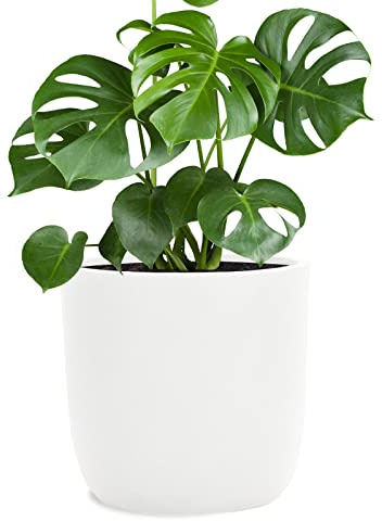 Pflanzwerk® Pflanzkübel Fiberglas Weiss Cup Ø34x33cm *Frostbeständige Blumenkübel* *Deutsche Premiumqualität* *Lotus-Effekt Imprägnierung*