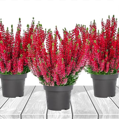 Heidekraut, Knospenheide, Besenheide, Farbe Rot, Weiß, Rosa, Violett, 3x Pflanze im Topf, Calluna vulgaris, für Balkon, Terrasse oder Garten, Winterhart & Mehrjährig, Blühend (Rot)