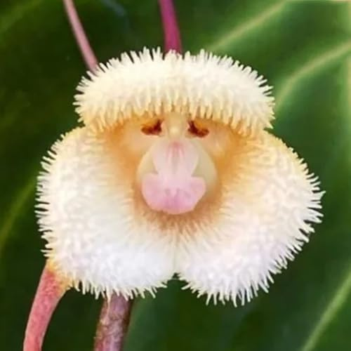 orchidea scimmia, decorativo Decorazioni giardino per esterni d'appartamento rara giardino di interno 10semi