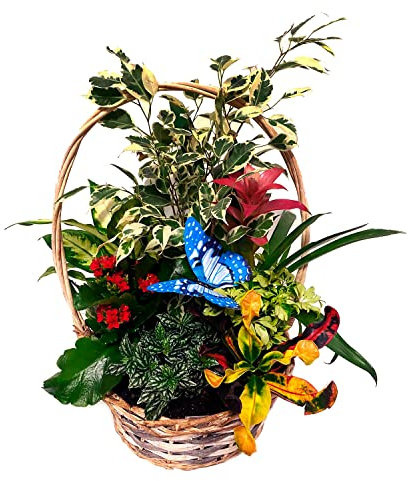 Cesta 7 Plantas Naturales de Interior - Palmera Chamaedorea Elegans + Kalanchoe + Ficus Sunny + Peperomia Obtusifolia - Ideal para el Hogar y la Oficina - San Valentin - Mujer Regalo dia De la Madre