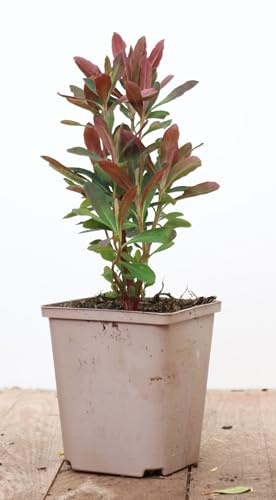 Euphorbia amygdaloides 'Purpurea' 11 cm Topf – Winterhart, Immergrün, Pflegeleicht – Purpur-Wolfsmilch – Bodendecker für Garten & Schattenbeet