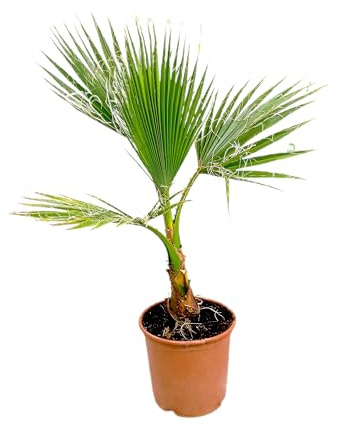 Garden Center Shop | Washingtonia Robusta M20 | Palmera Natural de Exterior | Planta Mediterránea de Tronco Fino y Hojas en Abanico | Ideal para Jardín, Terraza o Patio
