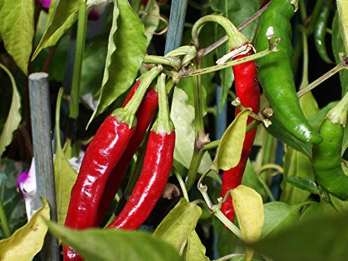 Graines Piment doux des Landes - sachet de 60 graines - Capsicum/frutescens/Solanaceae - Graines de style