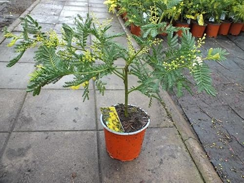 Mimosa dealbata „Gaulois“ – ca. 50 cm Stämmchen – Silber-Akazie mit gelben Blüten – Wintermimose, immergrüne Kübelpflanze für Balkon, Terrasse & Wintergarten – Duftende gelbe Mimose