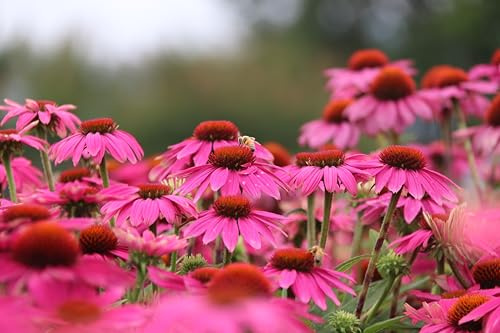 Roter Sonnenhut (Echinacea purpurea) Samen. Arznei- & Heilpflanze (1000 Samen = 3,2g)