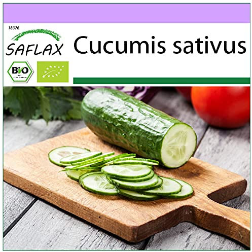SAFLAX - BIO - Concombre - Marketmore - 20 graines - Cucumis sativus