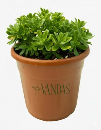 Vandas Sedum Palmeri – Pianta Succulenta Sempreverde con Fioritura Gialla | Vaso Diametro 24 cm | Altezza 38 cm | Facile da Coltivare | Made in Italy