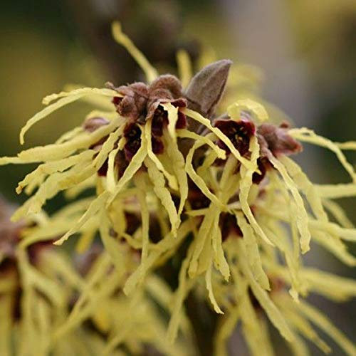 Zaubernuss 'Pallida' - Hamamelis Intermedia 'Pallida' - 40-60 cm Topf - Zarte Blüten, duftend