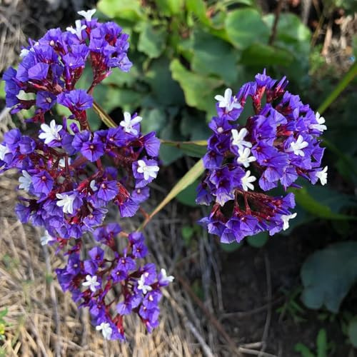 Semi di lavanda di mare perenni, per giardino di Limonium sinensis, selvatiche semi di prodotti sostenibili rare 500pcs