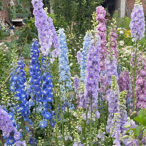 rittersporn für sonnige plätze, hochbeet delphinium gartenblumen, zimmerpflanzen exotische balkonblumen 400samen