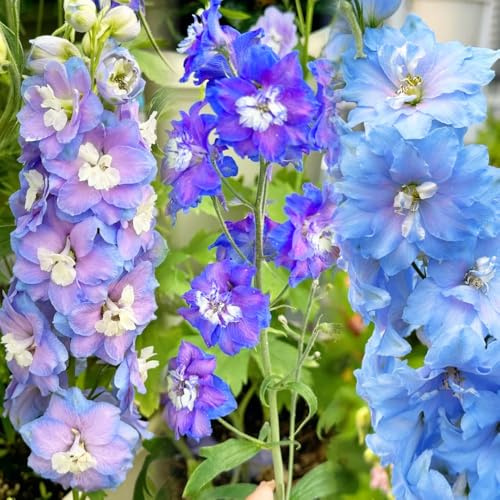 Semi di Delphinium-perenni resistenti e perenni per esterni semi di recisi-Molto adatti alle e agli insetti 800pcs