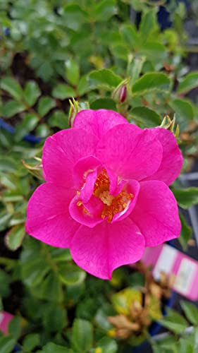 DECOROSIER EMERA® 'Noatraum' / Rosier paysager fuschia EMERA® / Conteneur de 2 à 2.9 litres