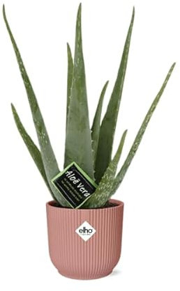 Echte Aloe – Aloe Vera – Zimmerpflanze – ca. 12cm Höhe – Ø14cm Rosa Vibes Falten Topf – pflegeleichte Sukkulente mit luftreinigender Wirkung