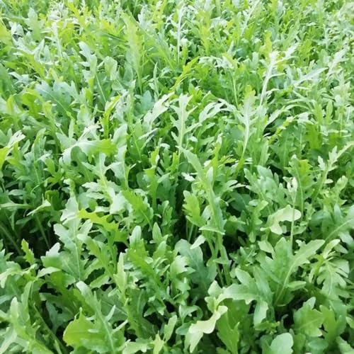 semi di rucola, orticole balcone giardino, resistenti, longeve giardino roccioso rara decorazione antiche varietà sul 400pcs