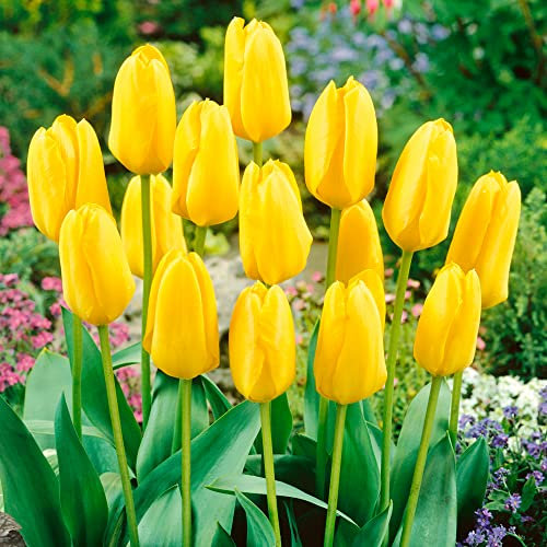 5 x Tulipa Longstemmed Yellow – Spring Flowering Tulip Bulbs – Perennial – Exotic Warm Yellow Tall Blooms – for Your Beautiful Garden