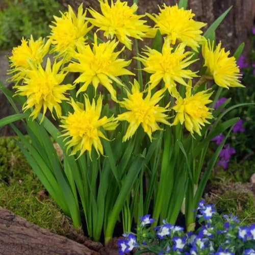 IFLO® Rip van Winkle Narzissen-Zwiebeln Bio – Gefüllte Gelbe Blüten, Winterharte Blumenzwiebeln für Garten & Balkon – Pflegeleicht, Nachhaltig, Frühjahrsblüher – Varianten (50)