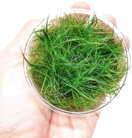 Dwarf Hairgrass Eleocharis Sp 1 Mini Tissue Culture Cup Freshwater Live Aquarium Plants Decoration BUY2GET1FREE