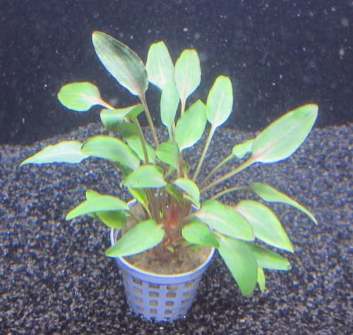 florari Cryptocoryne undulata red/Roter, gewellter Wasserkelch im Topf