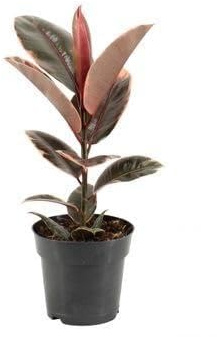 Pflanzen - Gummibaum (Ficus elastica) Belize - Topf-Ø 17 cm - Höhe ca. 55 cm