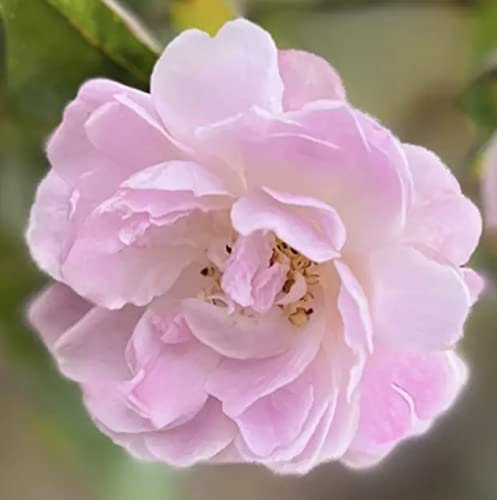 'Narrow Water' Climbing Rose - Fragrant Light Pink Trusses of Blooms - 4lt Potted