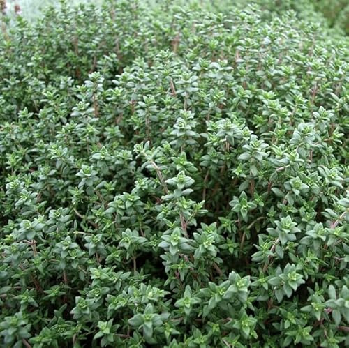 Flor de Tomillo - Thymus Vulgaris - Planta Natural - Planta Viva
