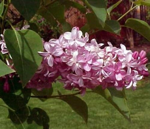 100 graines de fleurs de lilas roses fraîches et neuves