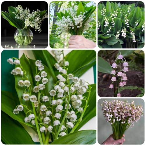 Bulbos de lirio de los valles, invernaderos de balcón resistentes para el jardín bulbos de de floración temprana regalos para jardineros cobertura del suelo 6pcs