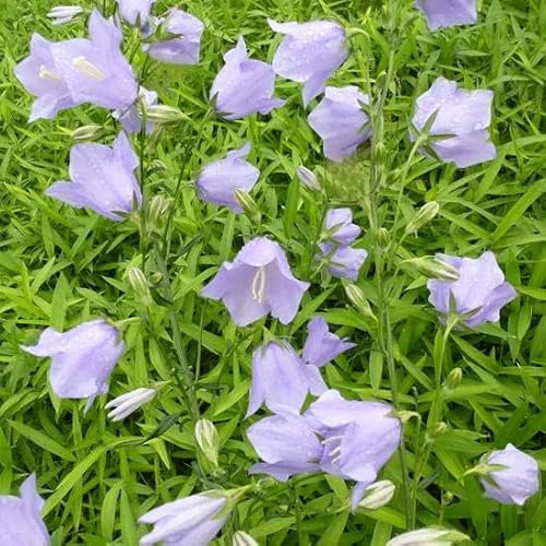 6x Campanule à feuilles de pêcher 'Telham Beauty'. - Campanula persicifolia ‘Telham Beauty’ - Godet 9x9cm