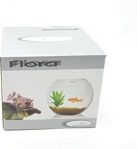 (PICCOLO 10 CM) Vaso per pesce, 10 cm, vaso/terrario in vetro. Acquario decorazione domestica