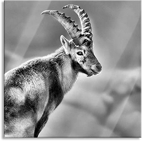 Pixxprint Glasbild, Wandbild auf Echtglas, Steinbock im Schnee, 60x60 cm, inkl. Aufhängung und Abstandshalter