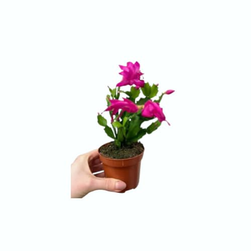 Cactus de Navidad La Planta Ideal para tu Hogar: Fácil de Cuidar, Purifica el Aire y es muy Decorativa