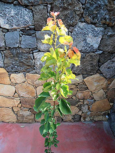 Pianta di albicocche Albero albicocco Tyrinthos - Imballaggio speciale protettivo