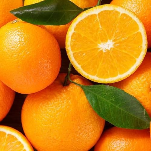 Piante di Arancio, Varietà in genere. H150cm, Piante di 2 Anni (Arancia Valencia)