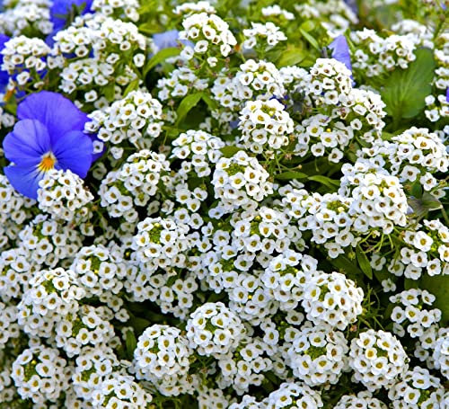 Sweet Alyssum Carpet of Snow 1600 Seeds + Freebie + Plant tag Lobularia Ground Cover
