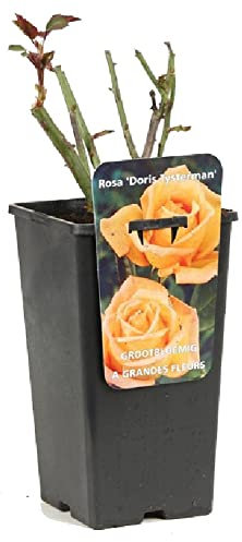 Rosier à grandes fleurs Rosa 'Doris Tysterman' orange- 3,5L Conteneur