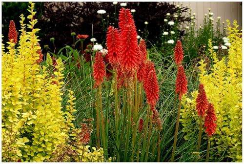 Stauden Gänge 10 x Kniphofia 'Redhot Popsicle' Fackellilie Rot winterhart | Fackellilie – winterharte Staude & Dauerblüher für sonnige Beete, mehrjährig, bienenfreundlich, 1 L Topf (11x11 cm)