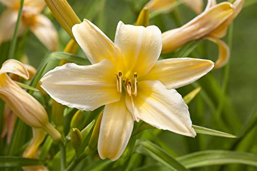 Hemerocallis 'Frances Fay' 11 cm Topf – Winterhart, Mehrjährig, Pflegeleicht – Taglilie – Blütenstaude für Beet & Rabatte