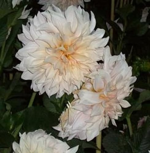 Dahlienknolle : Dahlia - Dahlie Dekodahlie  Café au Lait  1 Knolle/Rhizom