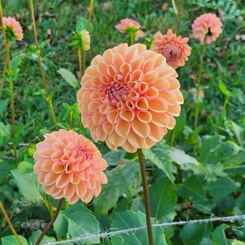Bombillos de Dalia para Siembra en Primavera | Ideales para Jardín y Decoración de Interiores-6bulbo-j