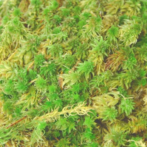 Muschio sfagno fresco, vivo, 0,5 kg, per orchidee e terrari