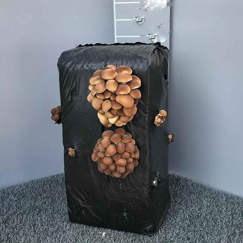 SAVINI VIVAI Balle di Funghi Pioppini Fungo da Coltivare in Casa Panetto kg 13 Made in Italy