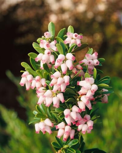 Bärentraube Arctostaphylos uva-ursi 20-25 cm Bodendecker immergrün | Robuster Bodendecker, dichter Wuchs, rosa Blüten, rote Beeren, bienenfreundlich, für sonnige bis halbschattige Lagen