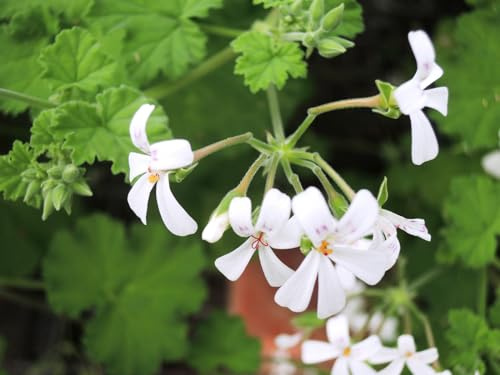 Pelargonium odoratissimum/Géranium au parfum de pomme verte/conteneur de 1 à 1.9 litres/Vivace Odorante