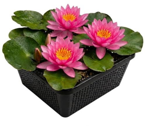vdvelde․com - Nenúfar rosa, Nymphaea Pink Opal, lirio de agua resistente