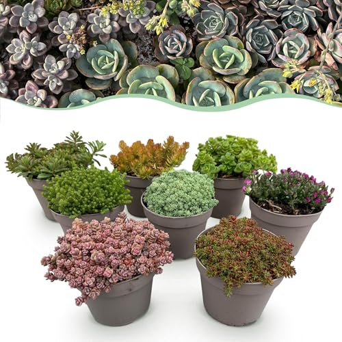 GreenboutiQ - Bodendecker - Winterhart - Alpinemix - 8 Pflanzen - Wenig Pflege - Topf 14cm Höhe 17cm