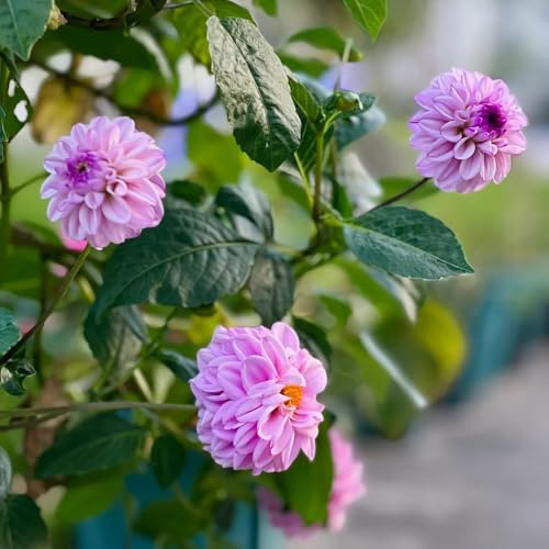 tuberi di dalia resistenti, esterno esotiche da giardino, 1pcs