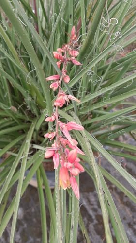 Hesperaloe parviflora 'Rubra' / Yucca rouge/Conteneur de 2 à 2.9 litres/Plante résistante au sec