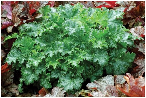 Stauden Gänge 3 x Heuchera Hybride 'Apple Crisp' Purpurglöckchen winterhart | Purpurner Bodendecker für Sonne bis Halbschatten, Blüte Mai bis Juli, mehrjährig, 1 L Topf (11x11 cm)